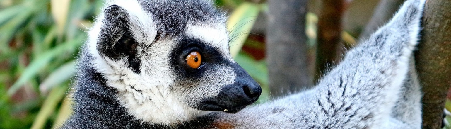 madagascar tourist group