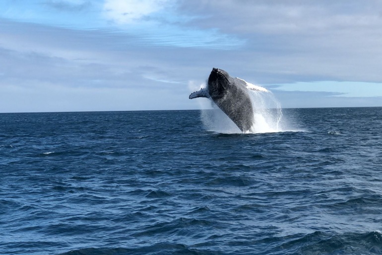 At World's End: Embrace the Biodiversity of the Galápagos Islands | April 16, 2022