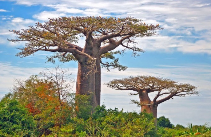 Like Nowhere Else on Earth: The Wildlife & Cultures of Madagascar