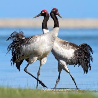 China - Sichuan Birding 2021