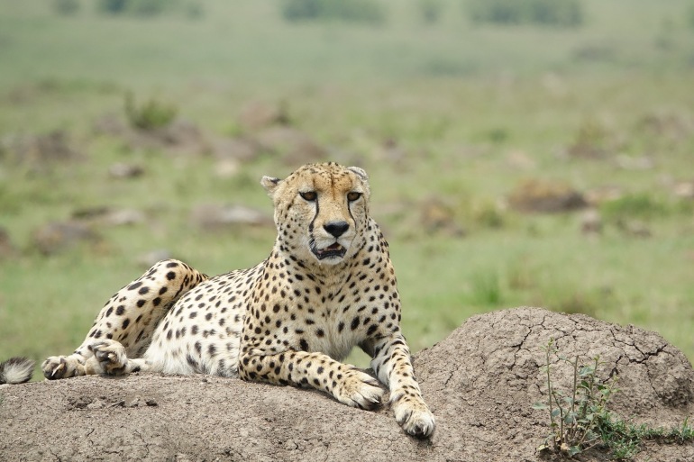 4 Days Trip Fly in Safari to Saruni Maasai Mara