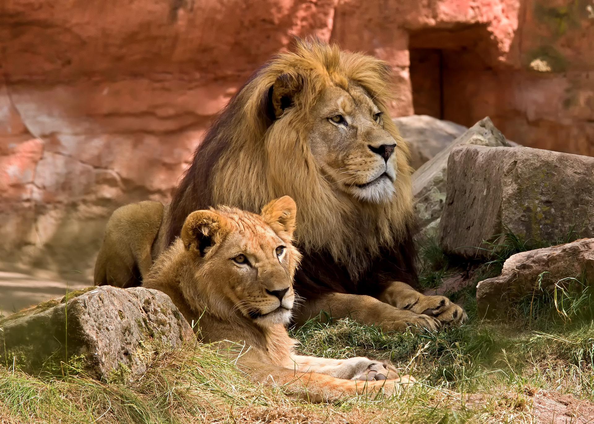 Best of Serengeti and Ngorongoro Crater with Airport Transfers