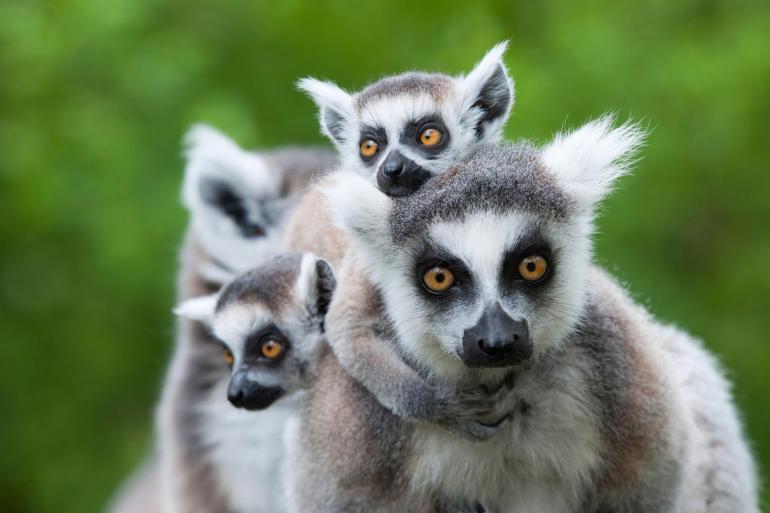 Madagascan Discoverer