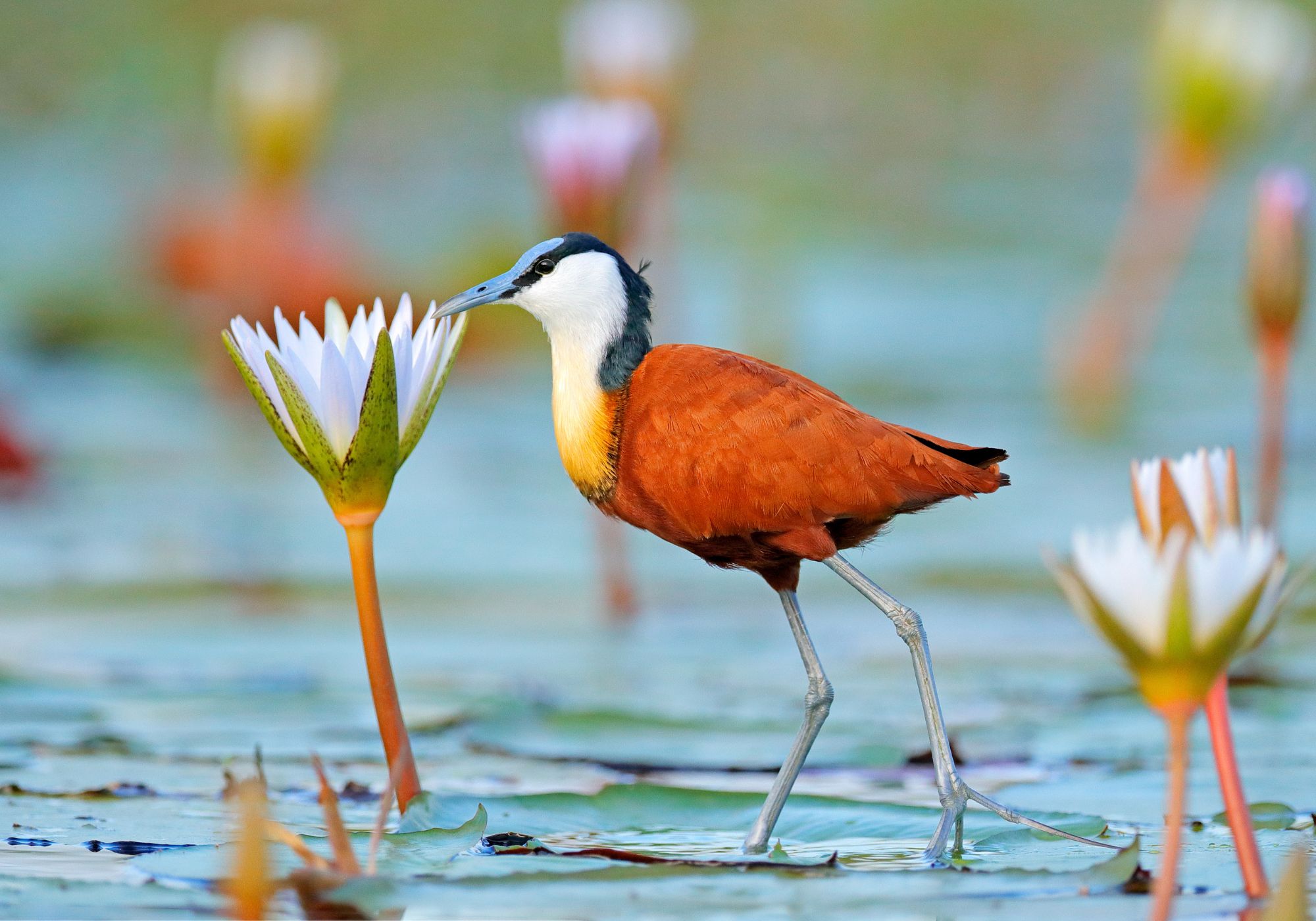 Botswana Tour