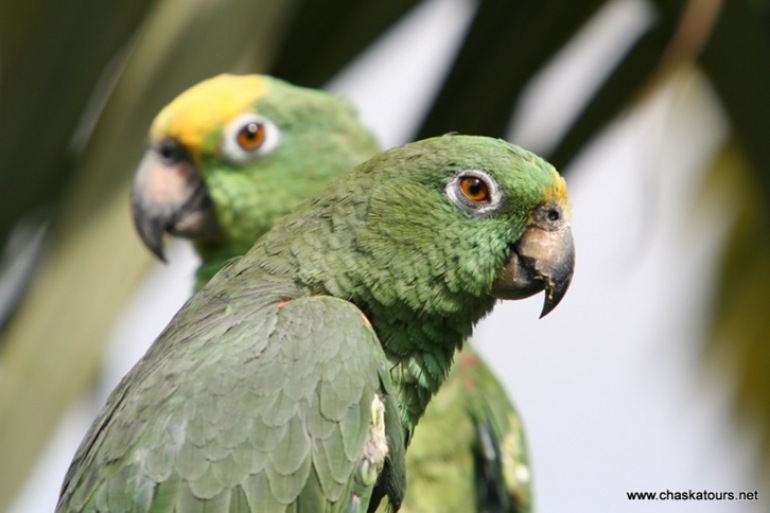 Birds and Biodiversity in Colombia’s Landscapes: The Andes and Caribbean