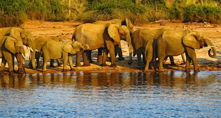 Chobe & Okavango Discovery (Accommodated) - 8 days