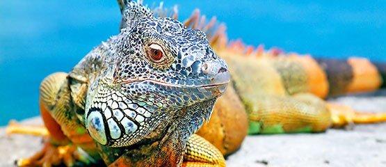 Chile, Peru & Ecuador in 25 days - Atacama, Machu Picchu & Galapagos Islands - Charm