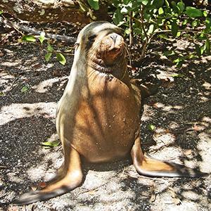 Mysteries of the Inca Empire with Galapagos Cruise