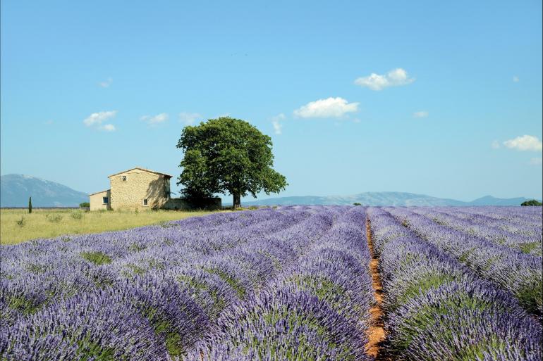 Country Roads of France (Summer, Classic)