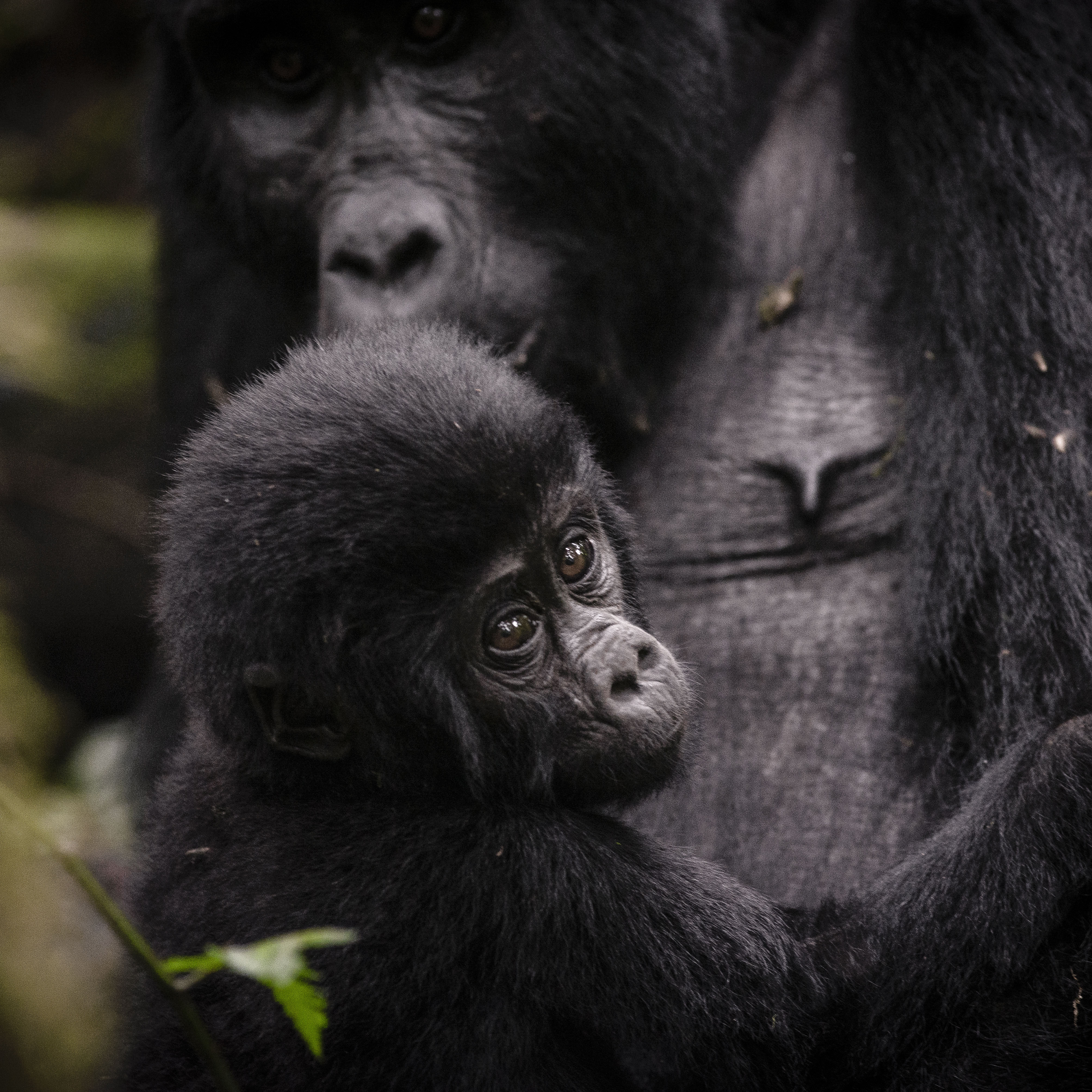A high-altitude forest and home to Uganda’s mountain gorillas