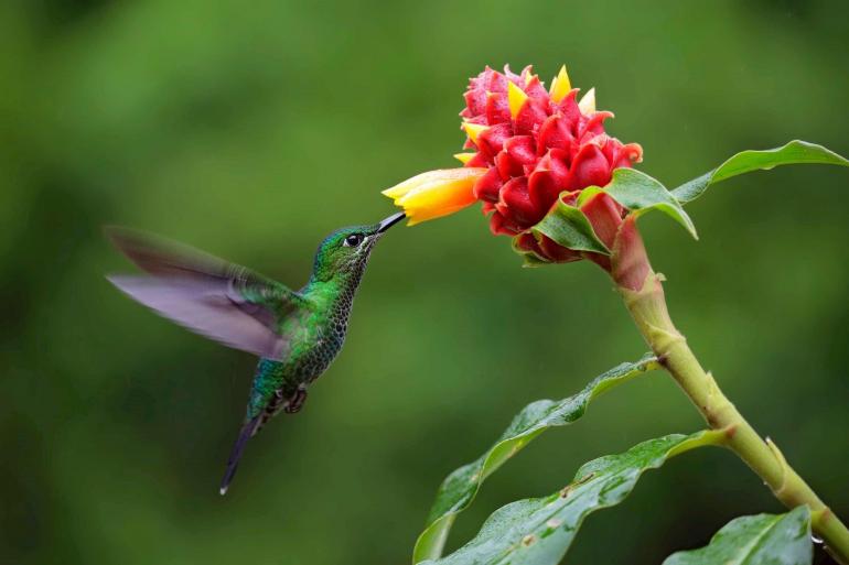 Costa Rica Nature Adventure (Liberia)
