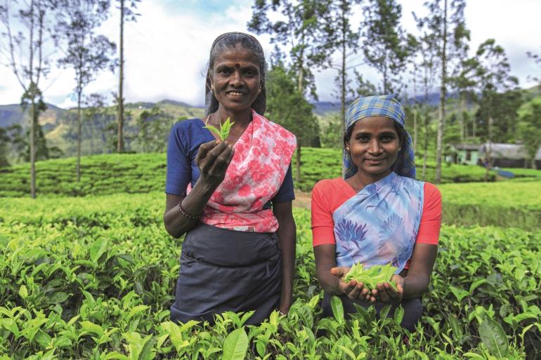 Classical Sri Lanka (Small Groups)