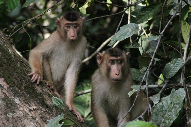 Borneo